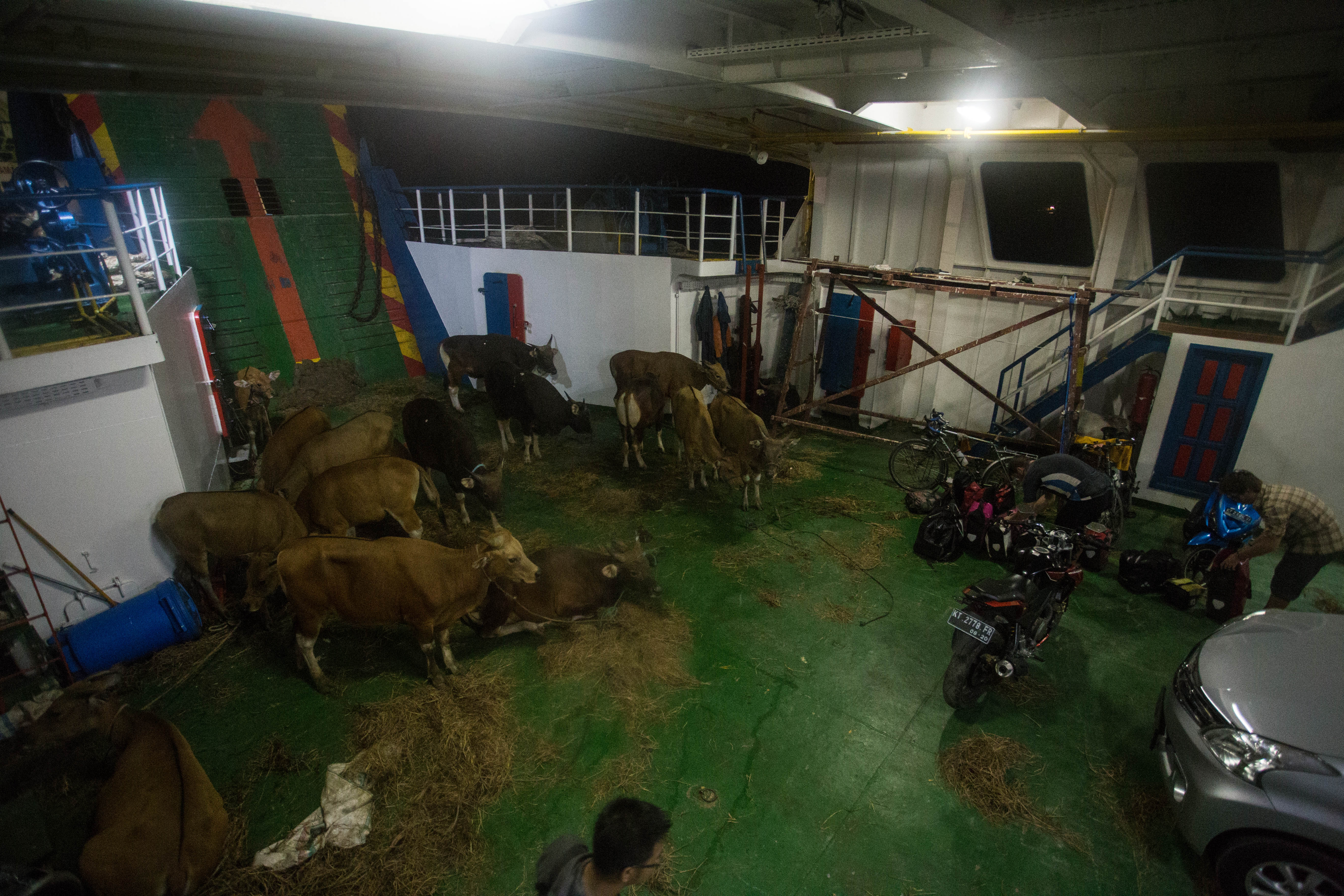 After a night of sleep on the Nunukan to Tarakan ferry we walked downstairs to find a herd of cows by our bikes