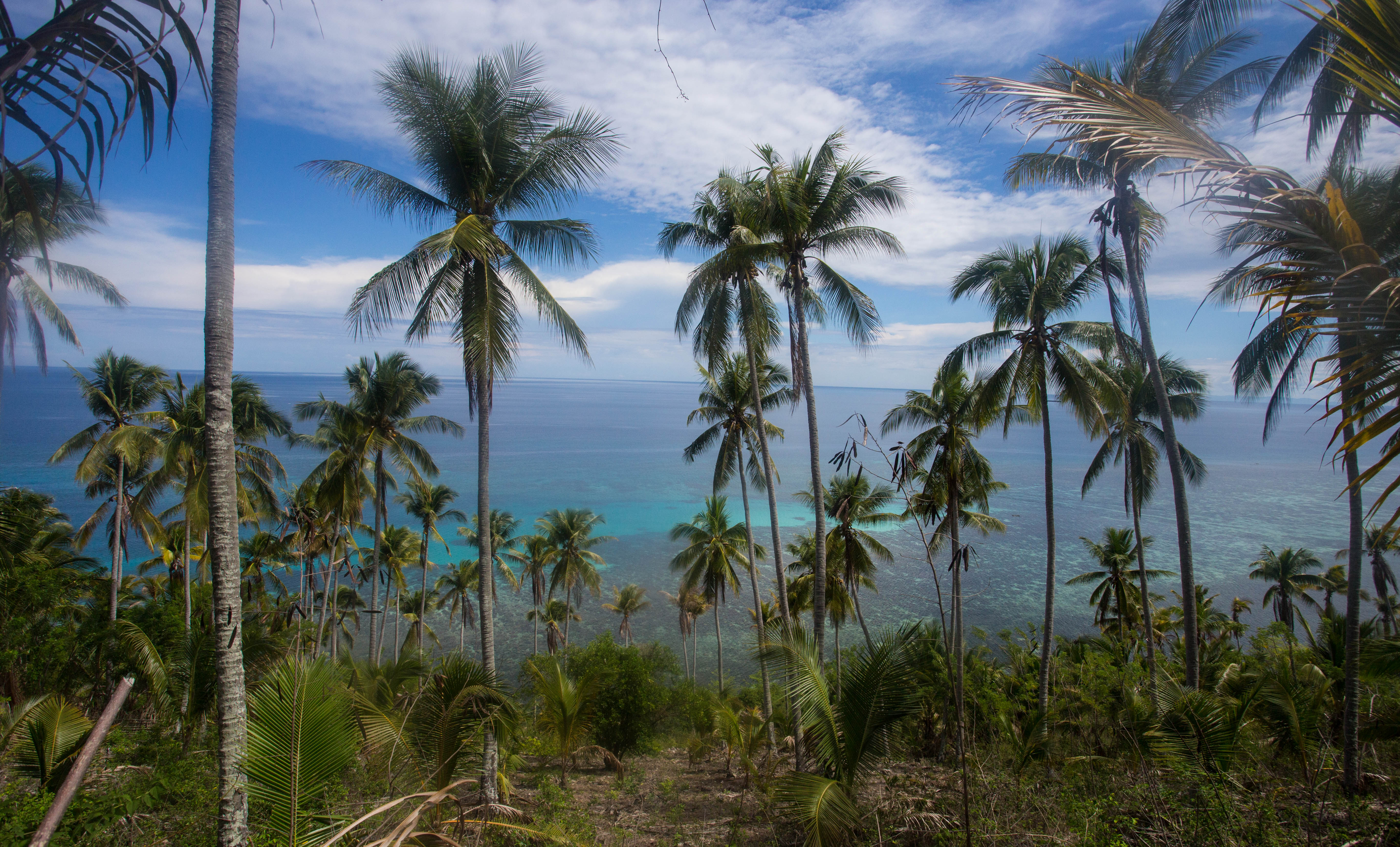 The paradise continuing south of Palu, with view of tropical waters, coral reefs and tall palm trees