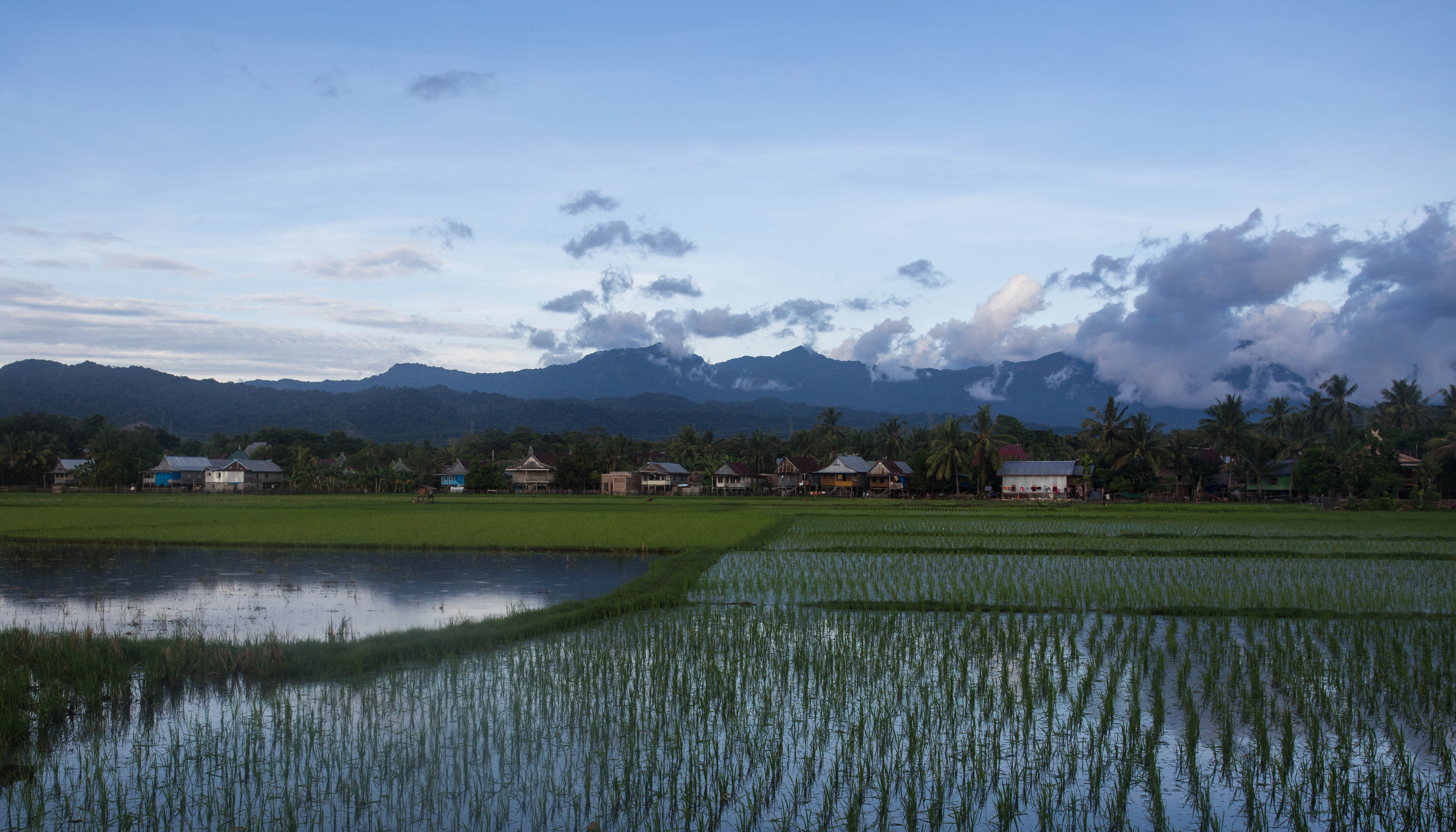 Looking back inland at the rice paddies near Barru on our second-last evening of cycling in Sulawesi