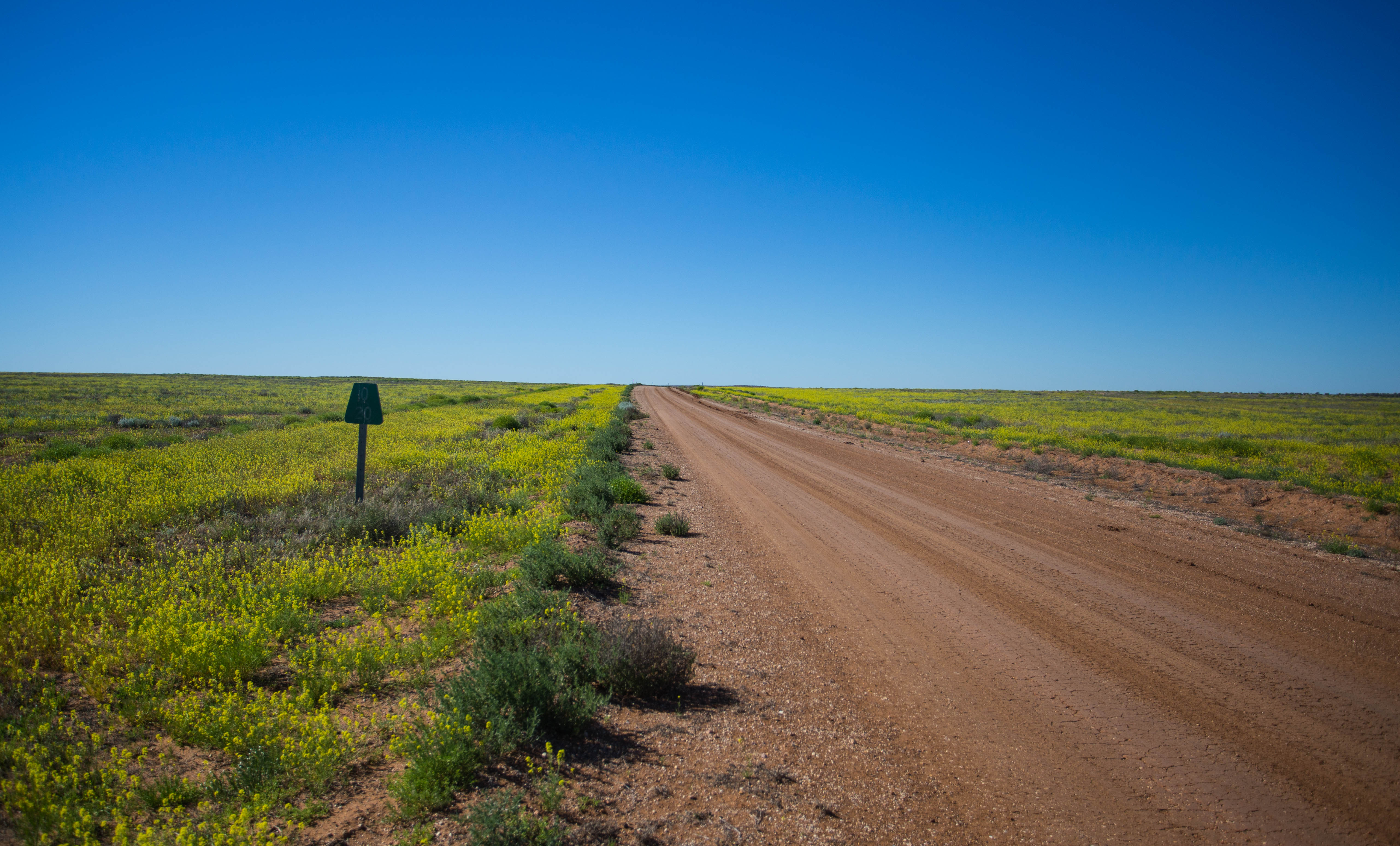 Usually the landscape here would be parched, red earth but due to recent rains I was treated to the unusual sight of wild flowers
