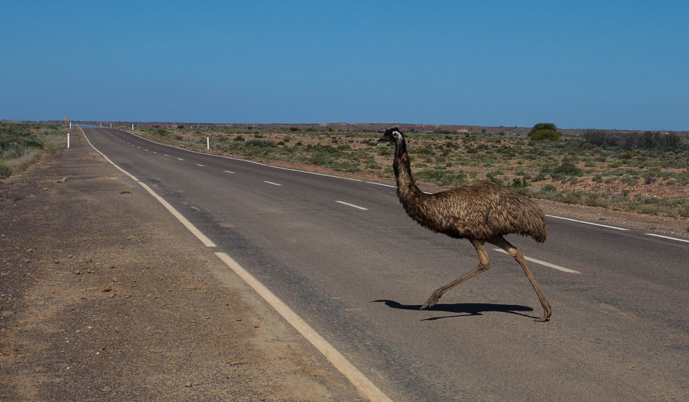 I had several close calls with wild emus on my last day into Leigh Creek, and even managed to briefly race alongside one of them, a fitting end to my time in the Outback