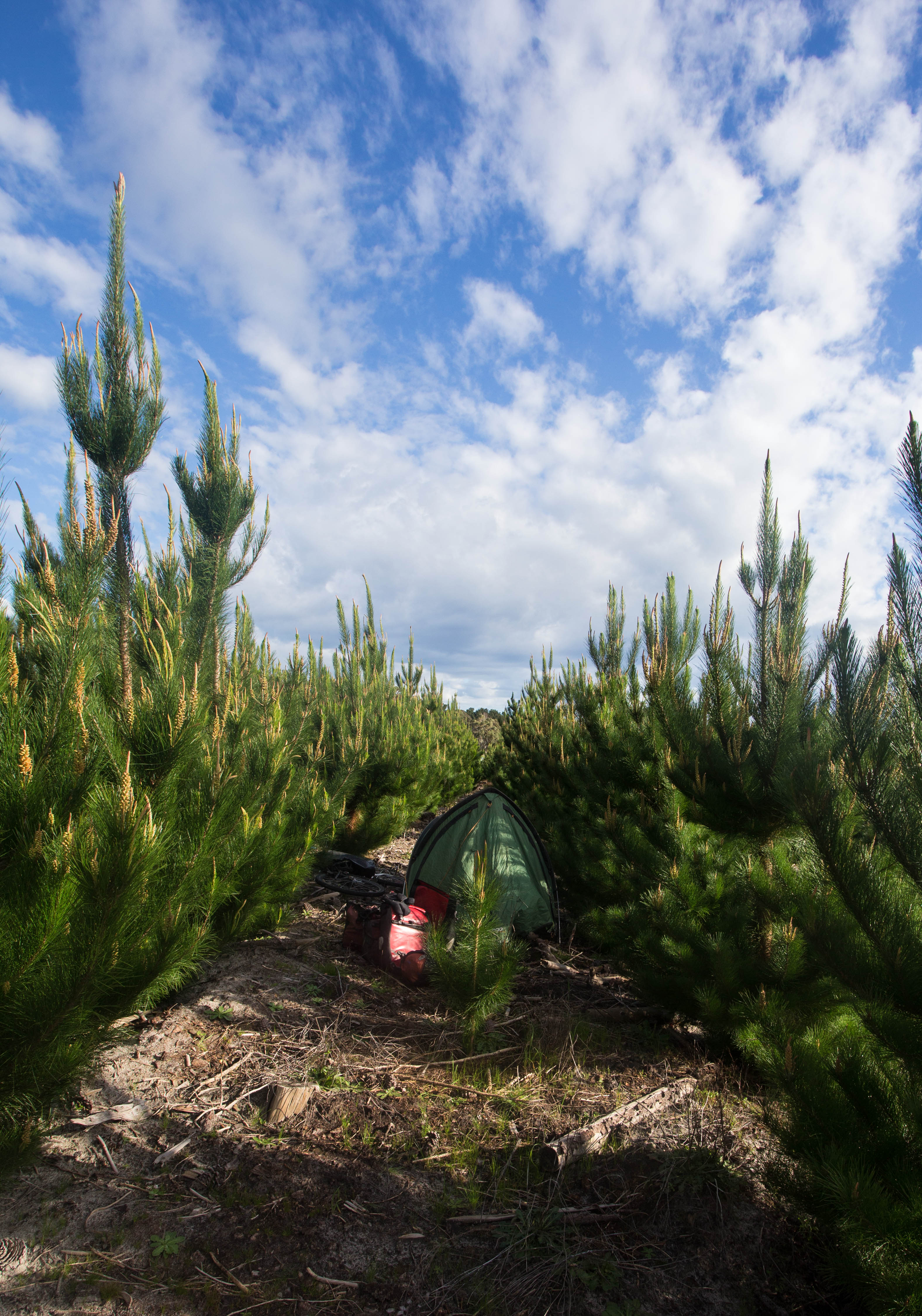 Due to the high price of accommodation, Australia was the country where I wild camped the most. Here I had tucked my tent into a plantation just off the road near Mount Gambier.