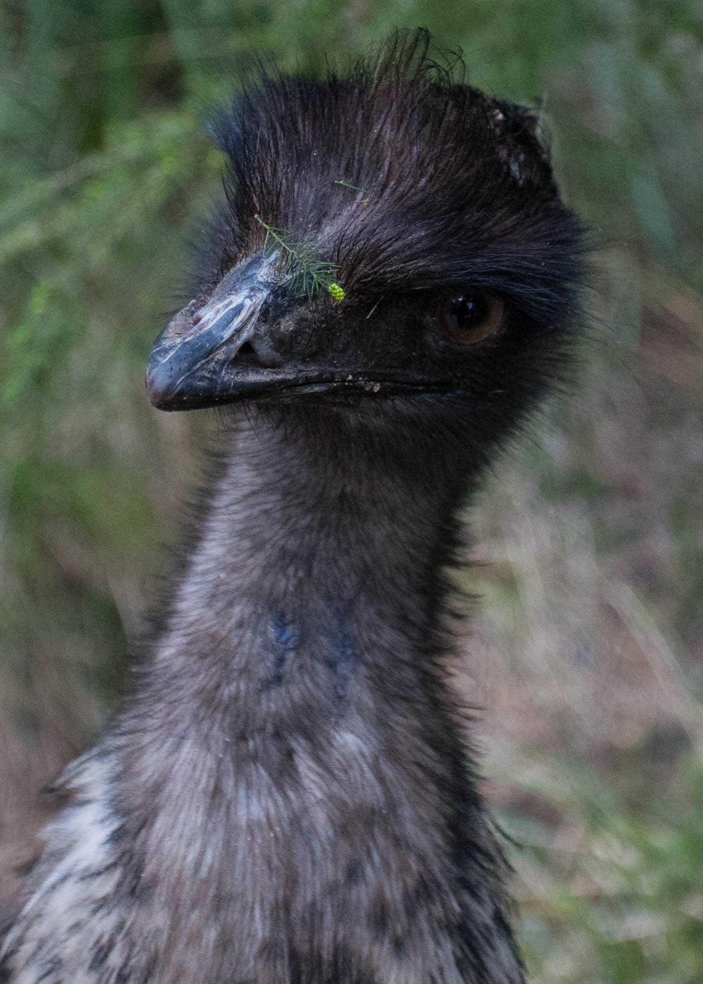 After reuniting with Jess, we visited the Healesville Wildlife Sanctuary to see some of the unique Australian wildlife up close