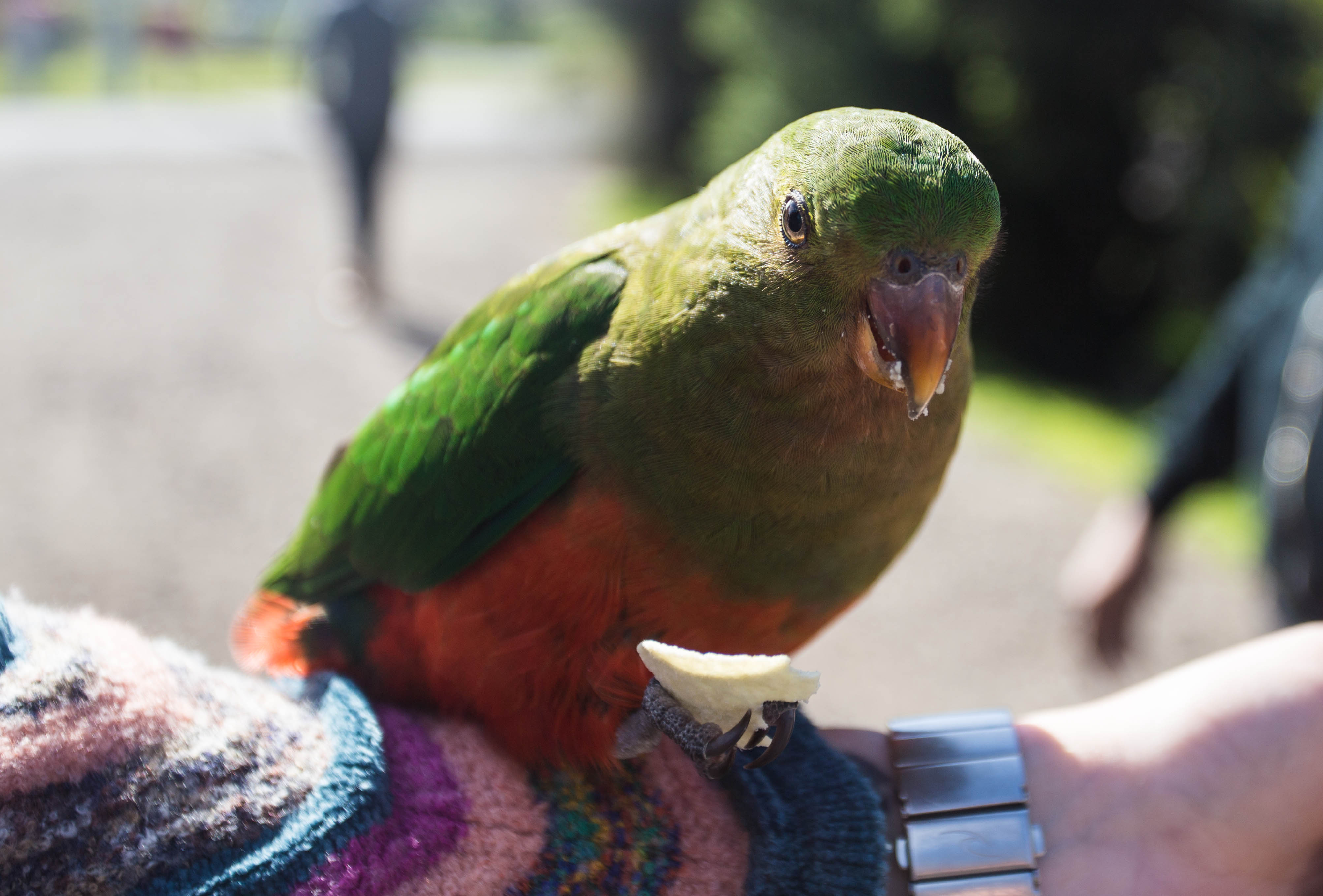 One of the friendly parrots clutching a pringle as it rests on Jess' arm