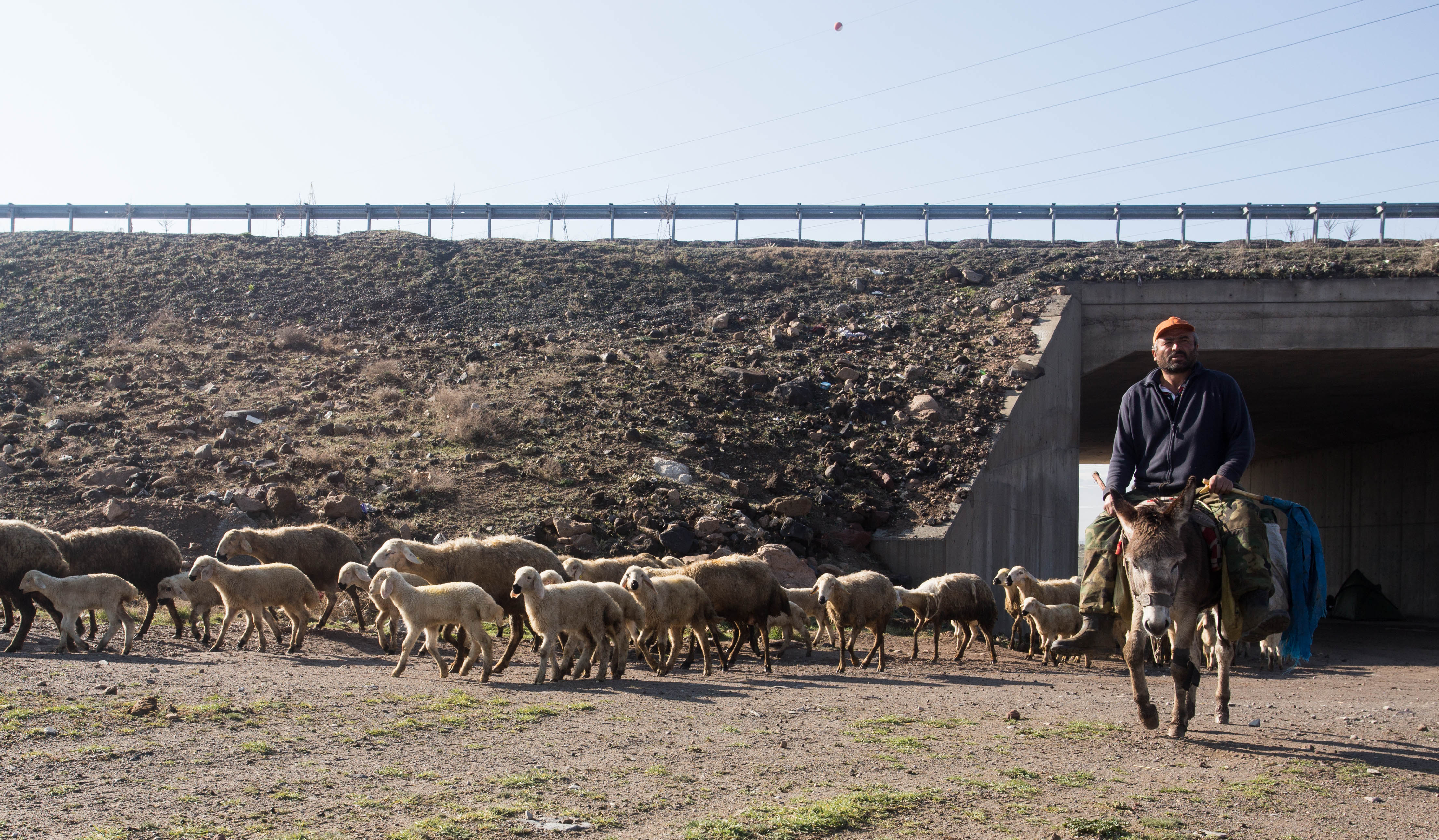 The shepherd wishing us a quick "Merhaba" before continuing past