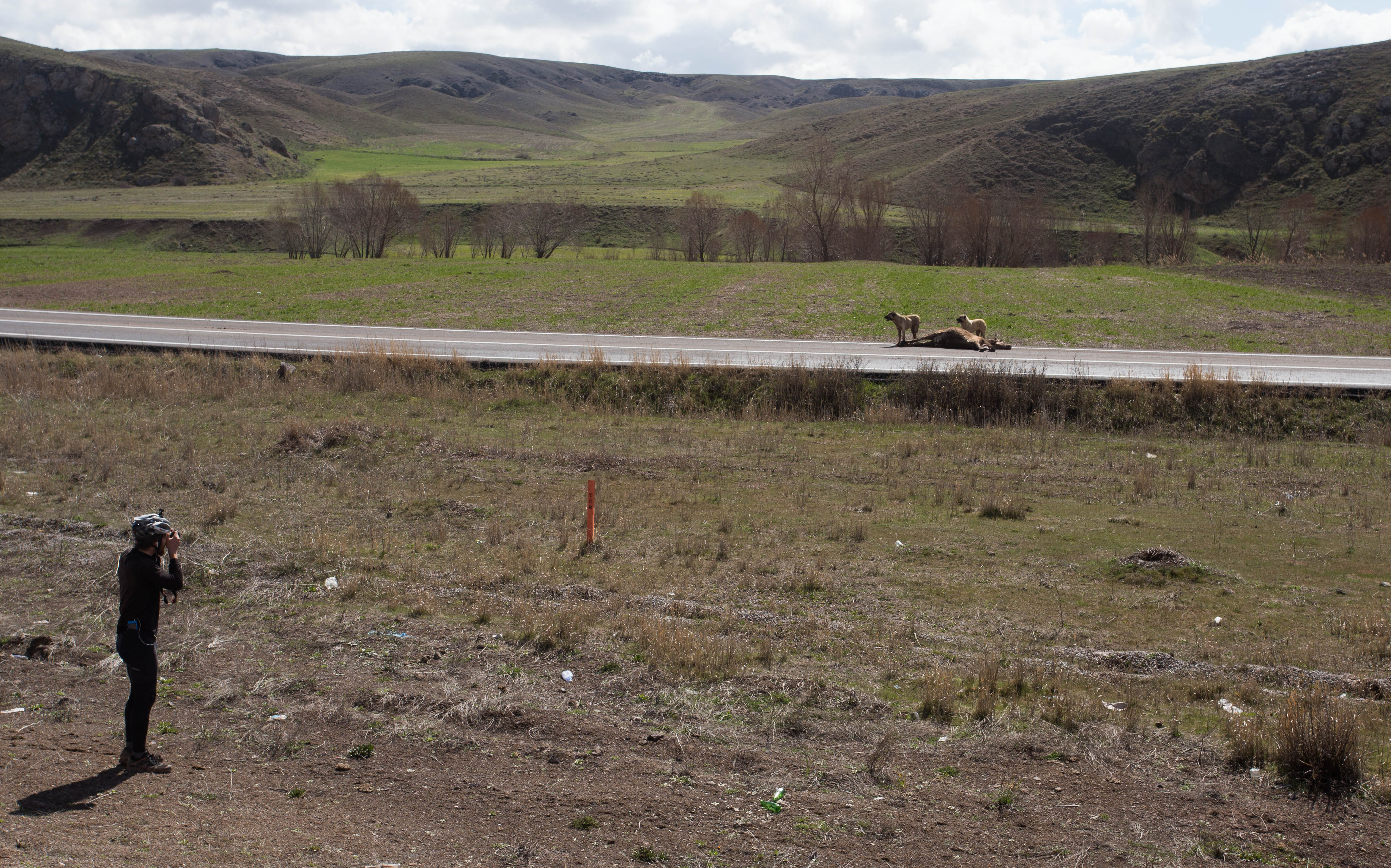Josh photographing two wild Kangals guarding the dead carcass of a cow. This fearsome species of dog made for some nervous cycling in Turkey