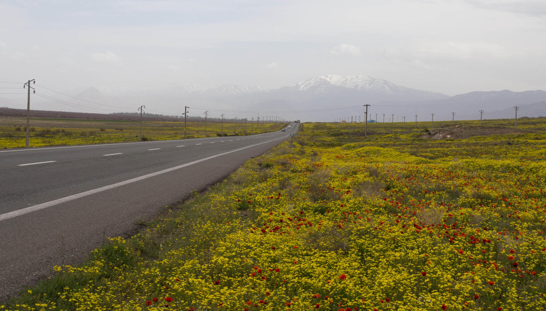 Meadows of vivid yellow and red wild flowers, something I had not expected in Iran