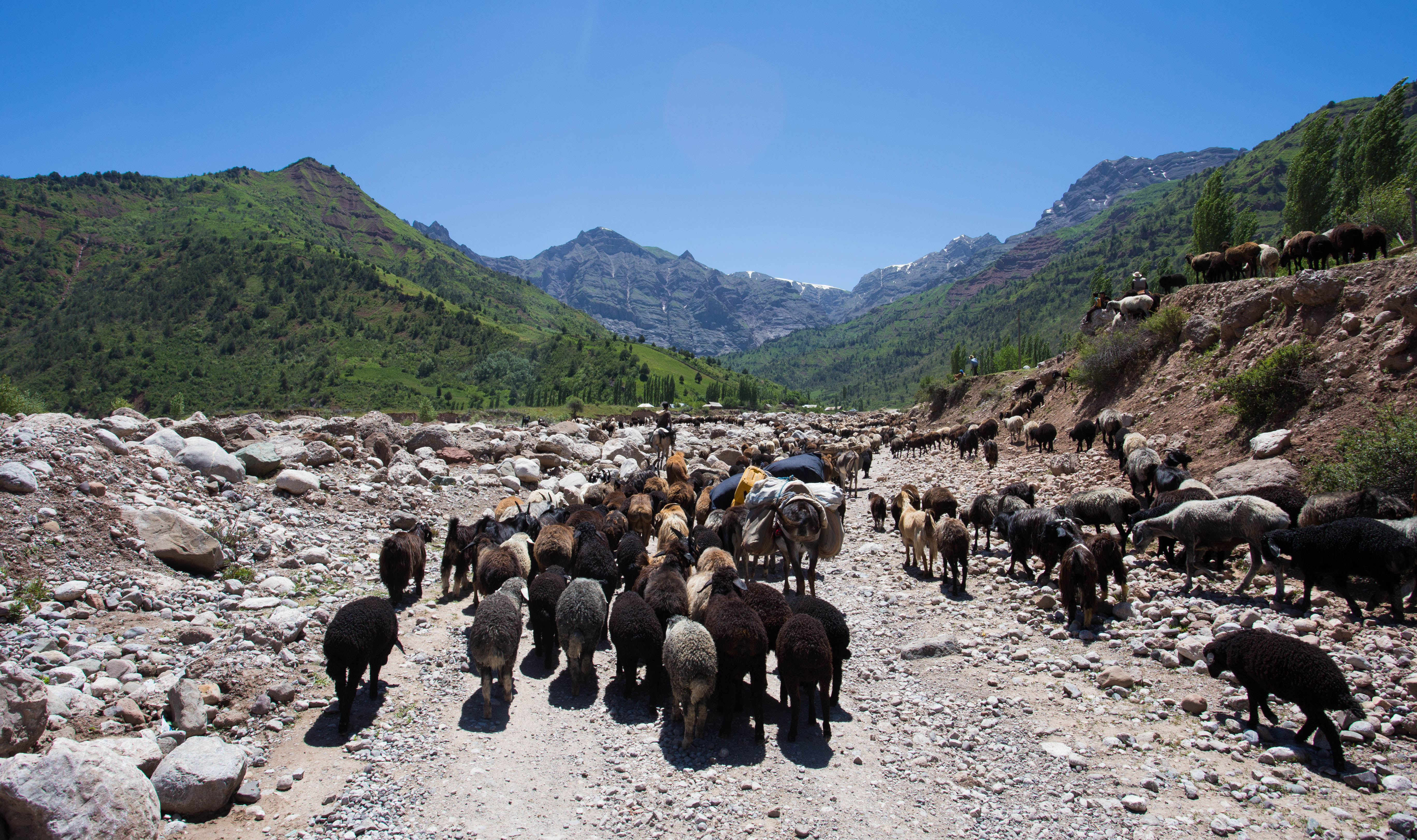 Reaching the back of another flock as I climb into the mountains