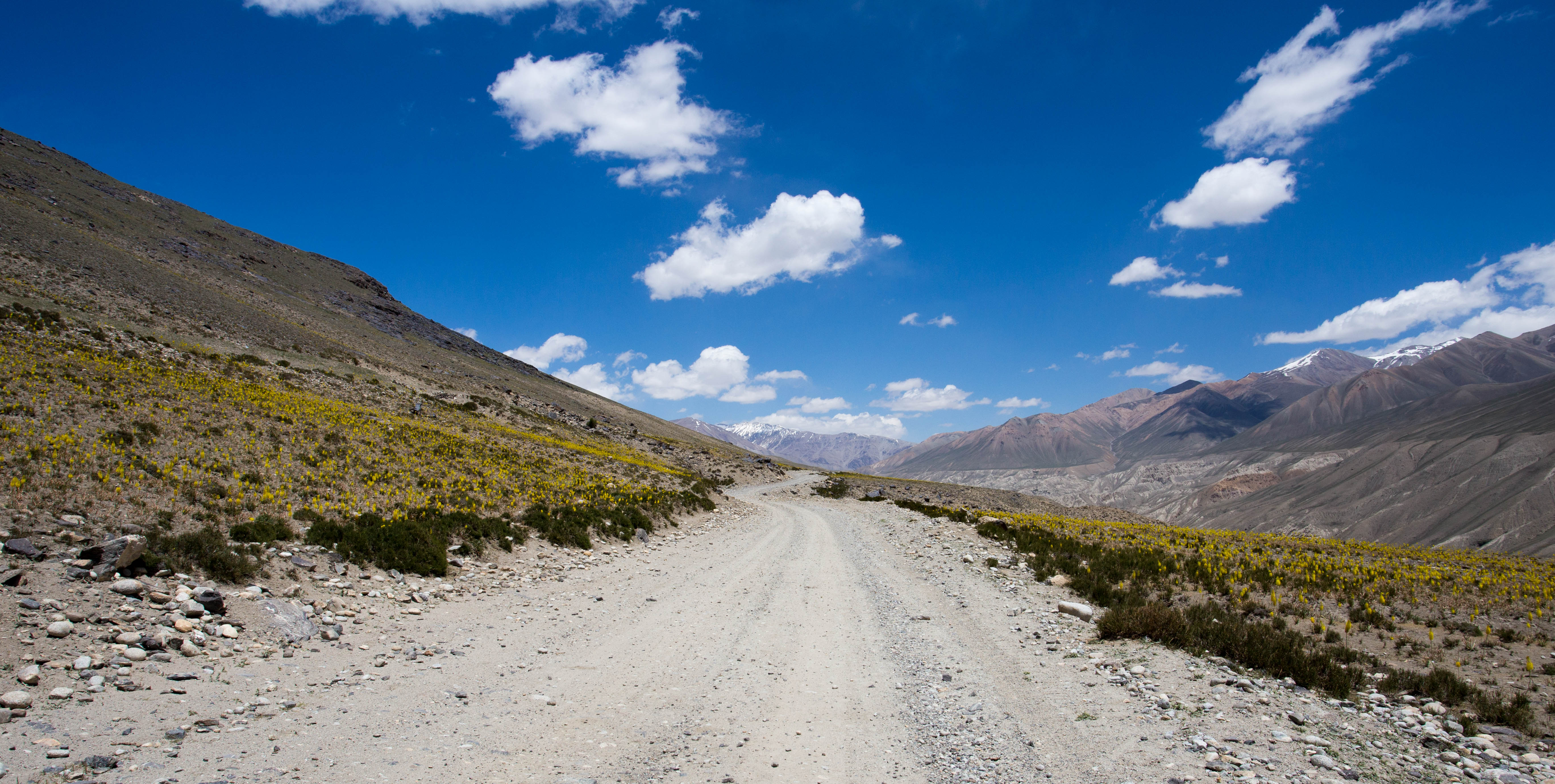 Pedalling through a patch of yellow flowers as I ascend higher away from Langar