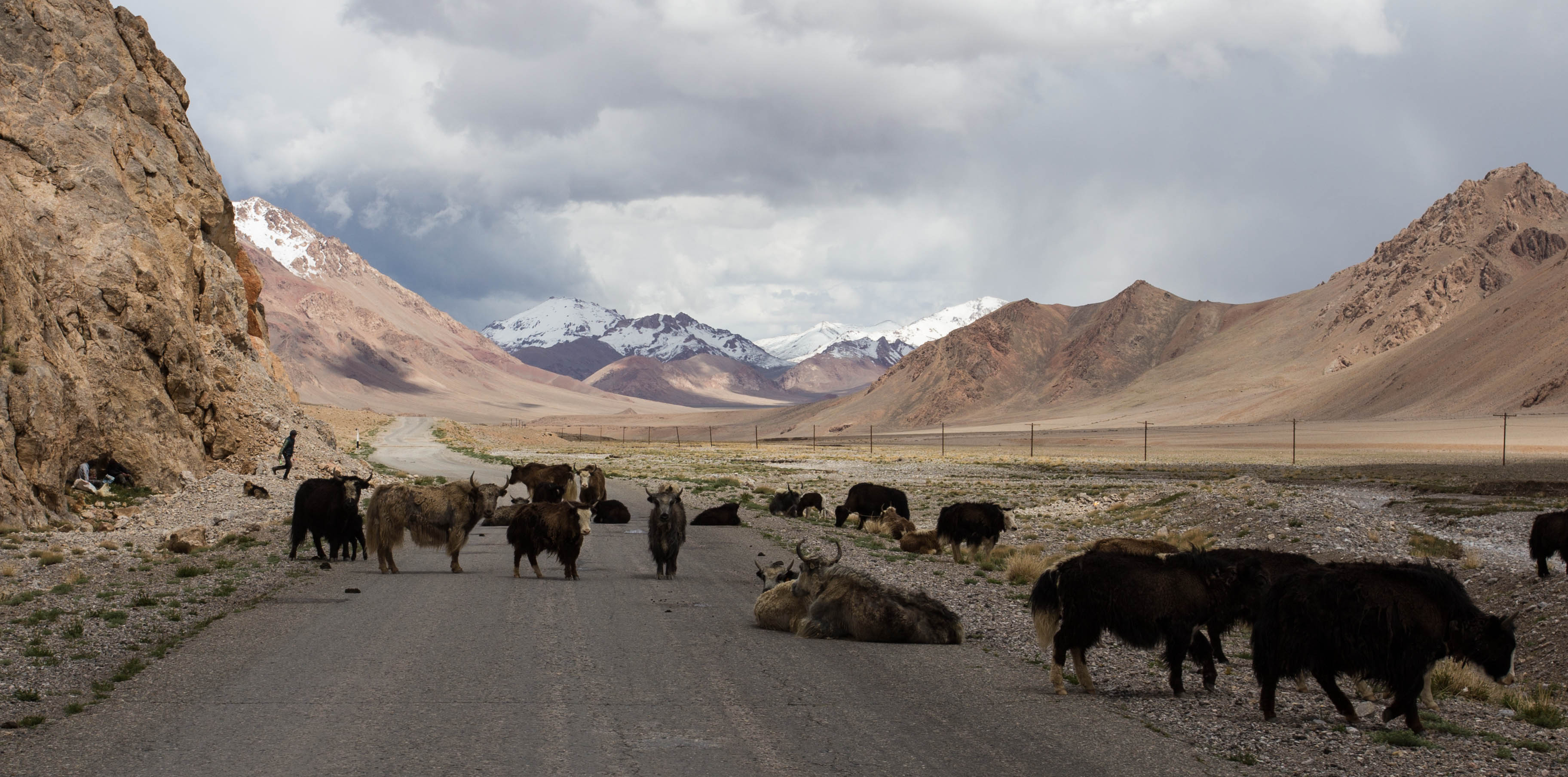 Coming across a yak roadblock
