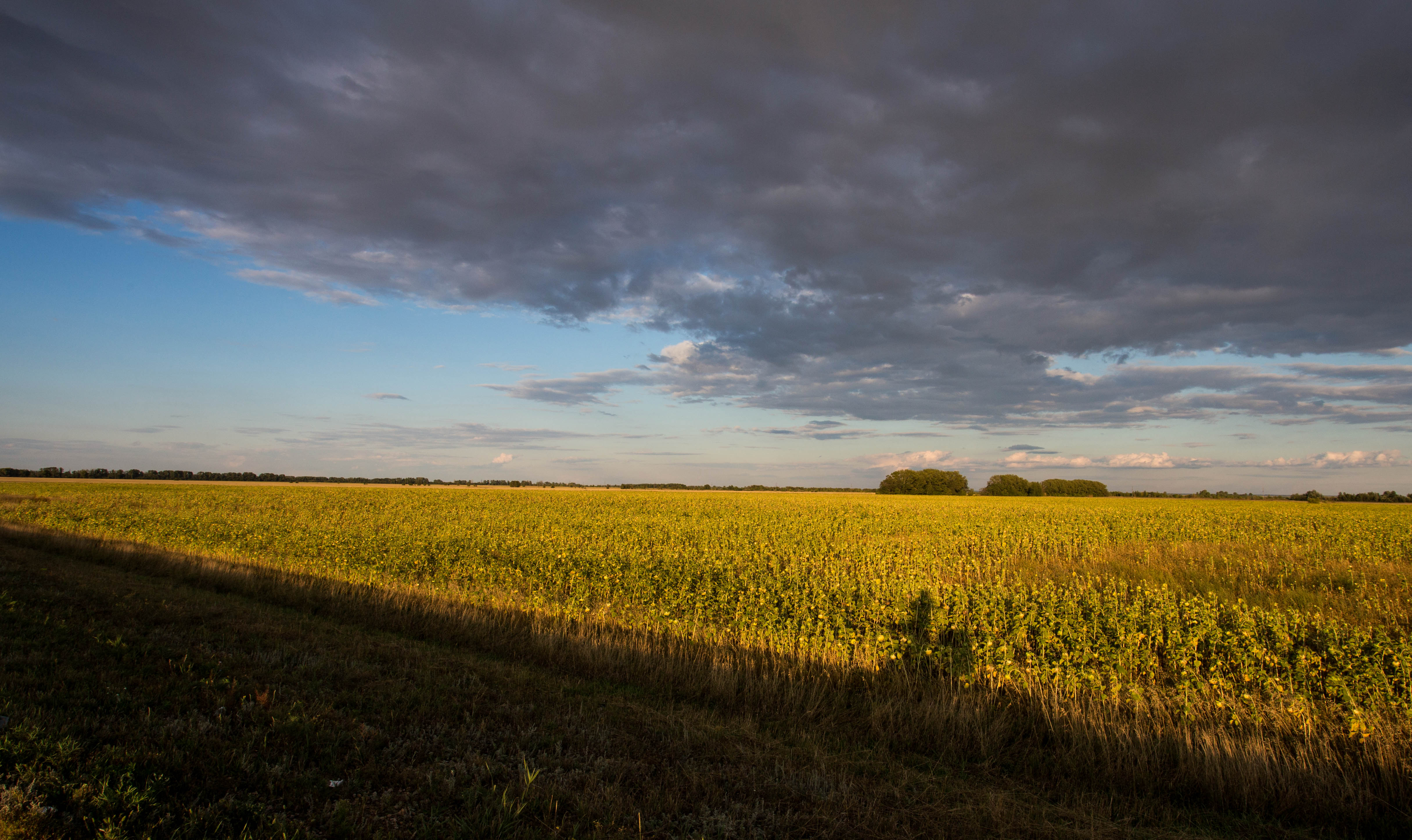 The sun setting over a vast field of sunflowers on my first evening in Russia