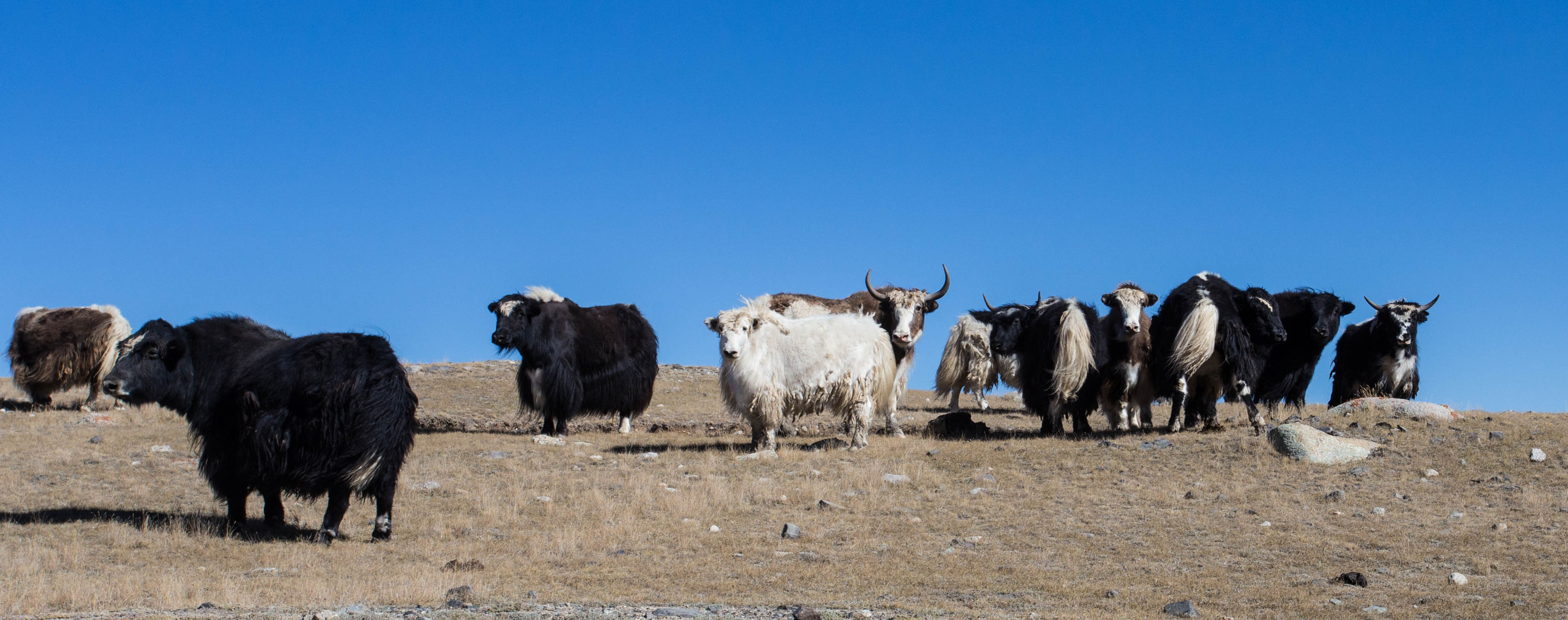 Passing a herd of yaks in no man's land