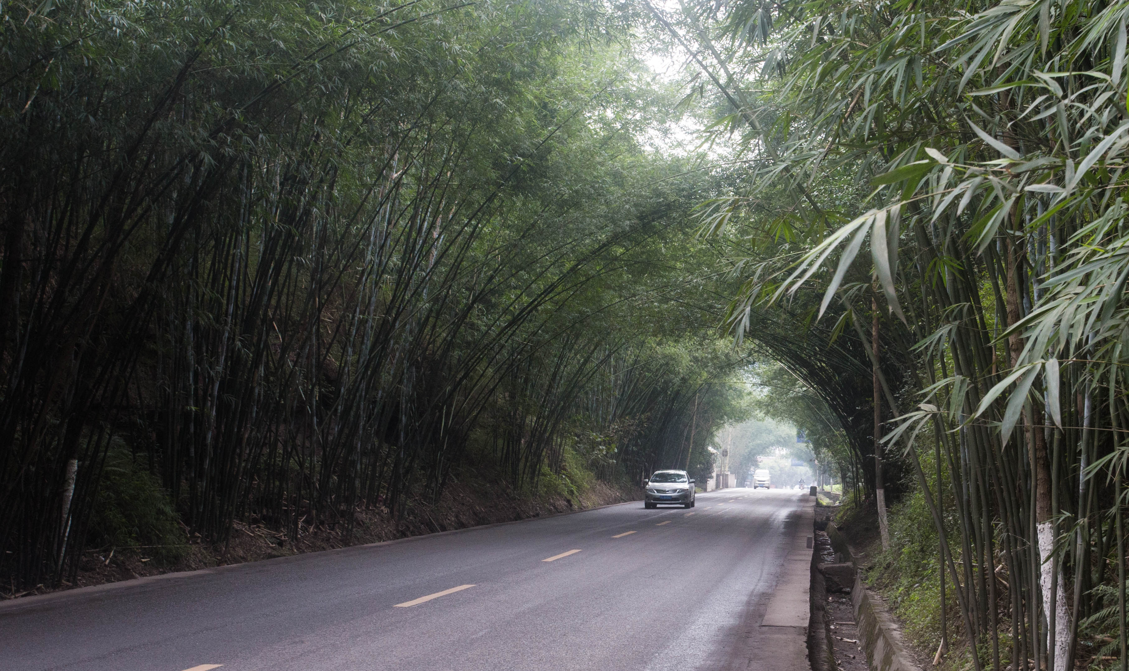 The arching bamboo forests of Sichuan Province