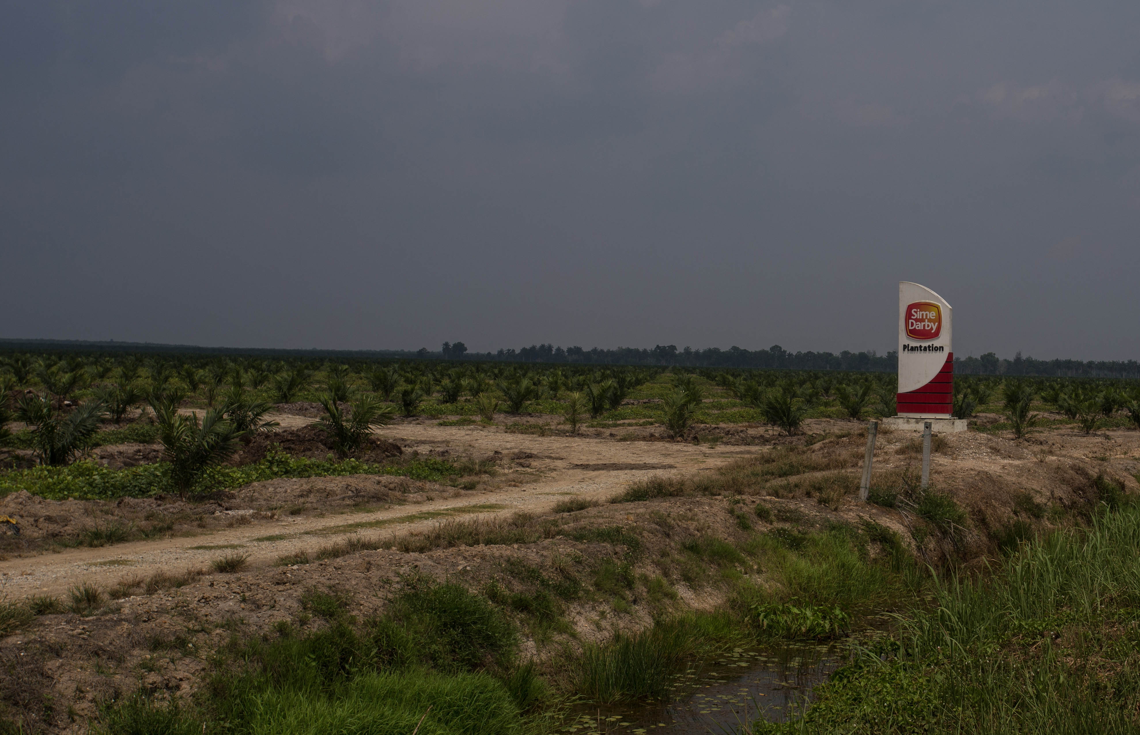An example of the endless palm plantations stretching into the horizon in every direction in this region of Malaysia