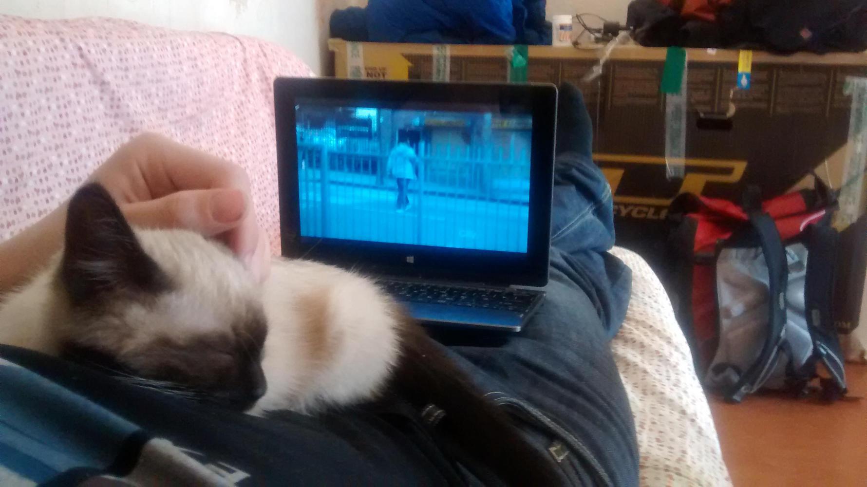 To offset the grim photos of my hands, have some photos of Kim's kitten, Pyo