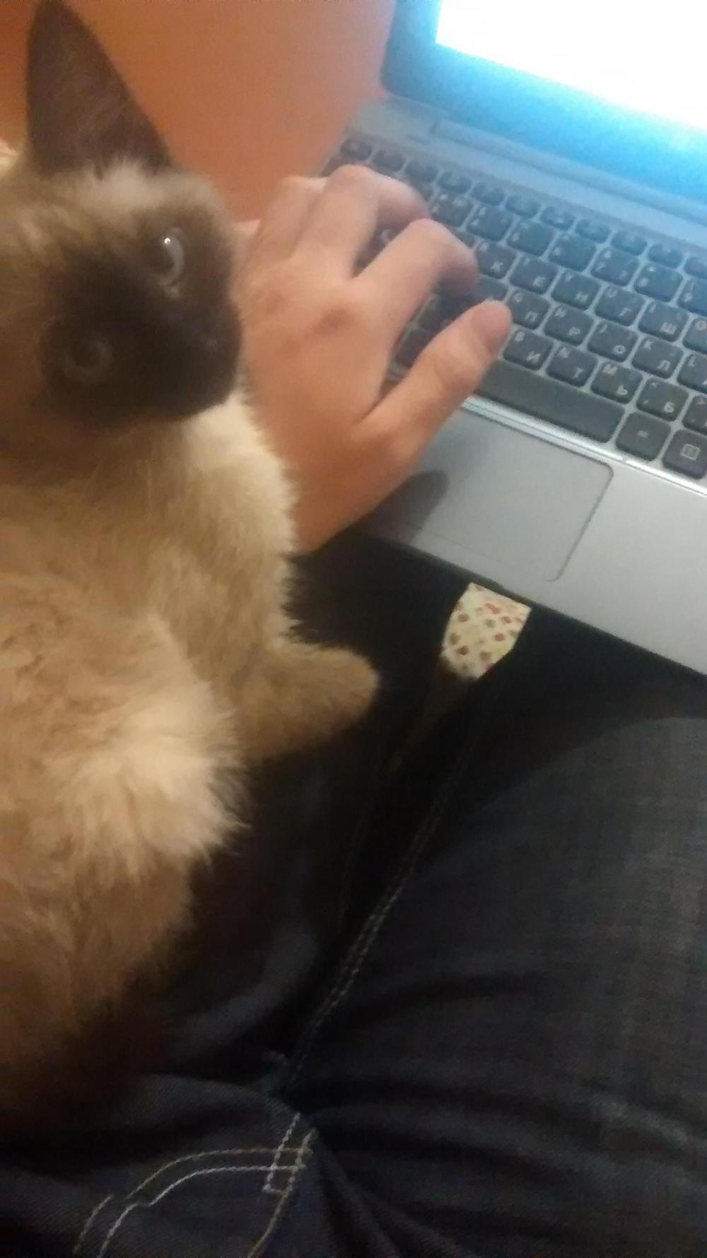 And would get annoyed when I started typing on my laptop, sitting on my hand to stop me